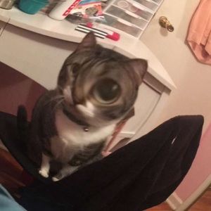 Meet your Posher, Annabelle