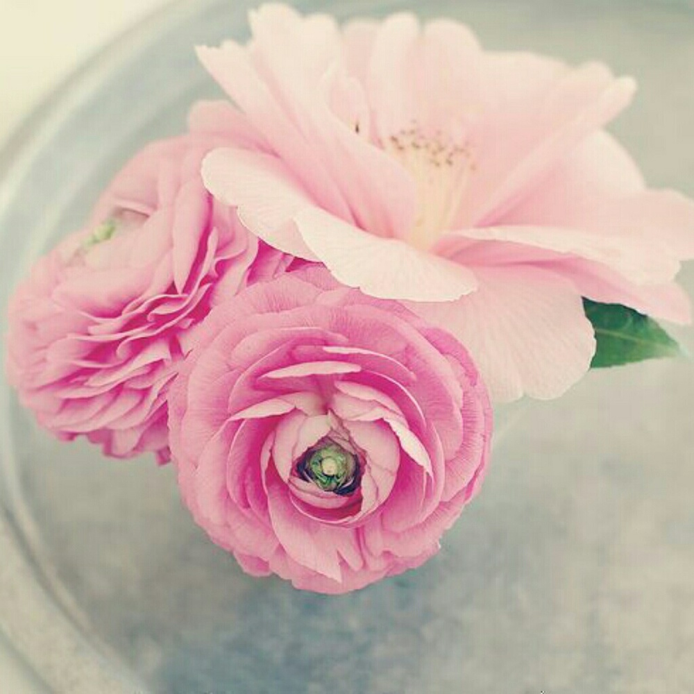 Meet your Posher, Olive