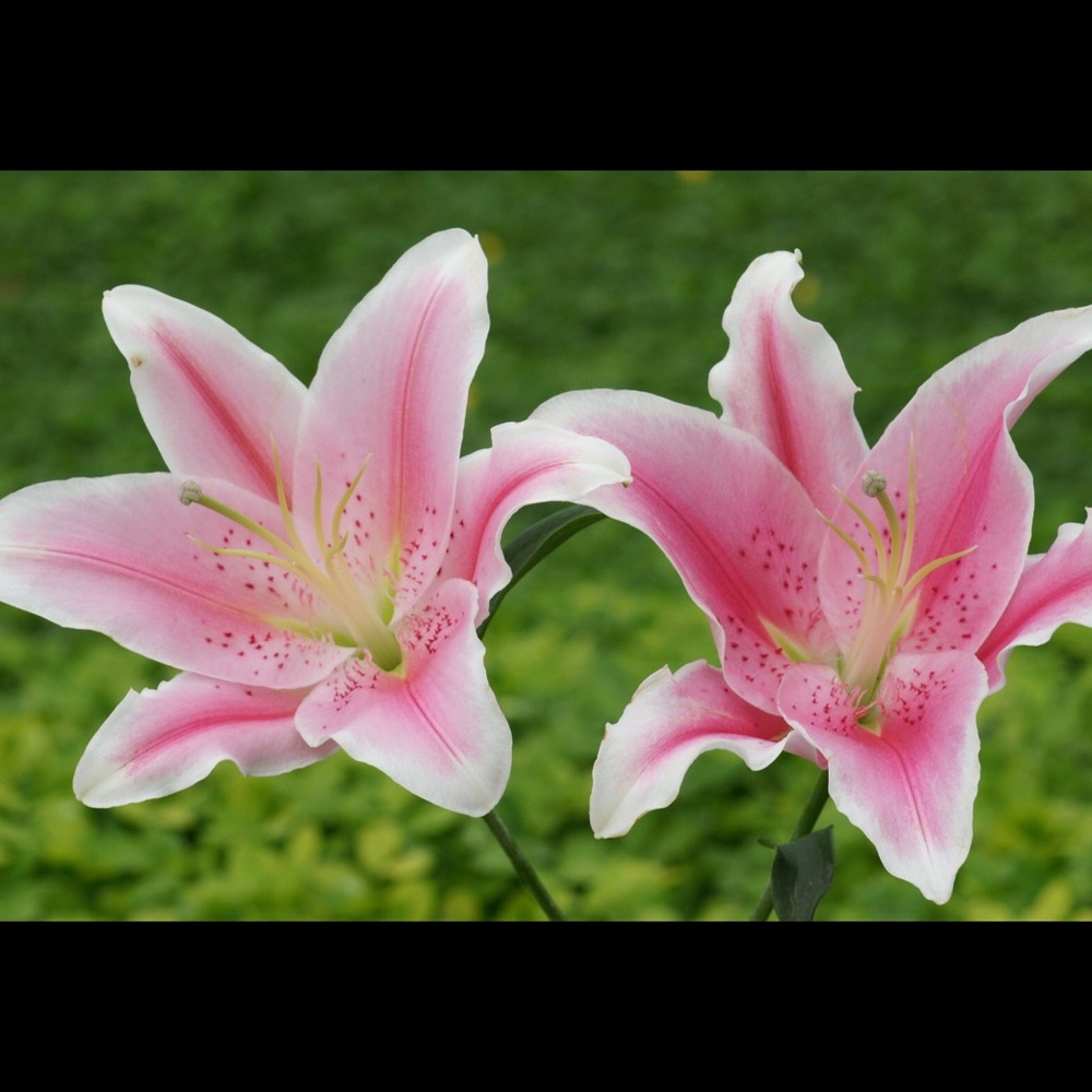 Meet your Posher, Liliana