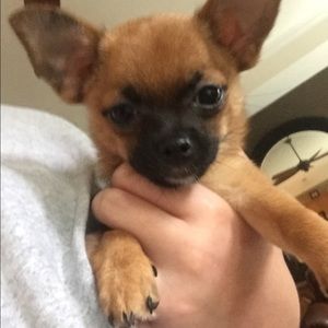 Meet your Posher, Amelia