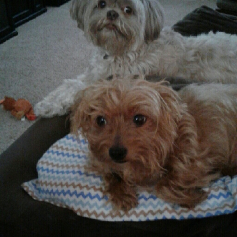 Meet your Posher, Deana