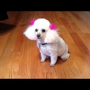 Meet your Posher, Shelly