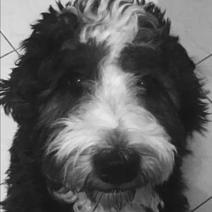 Meet your Posher, Tara