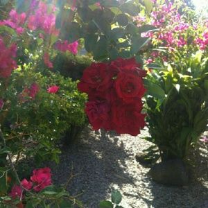 Meet your Posher, Lolita