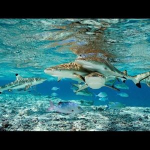 Meet your Posher, Elgin