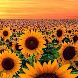 Meet your Posher, Hey