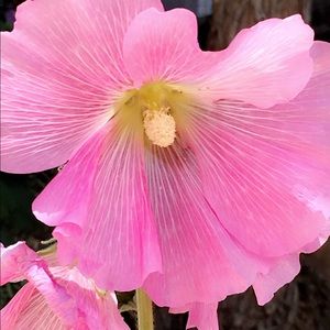 Meet your Posher, Monica