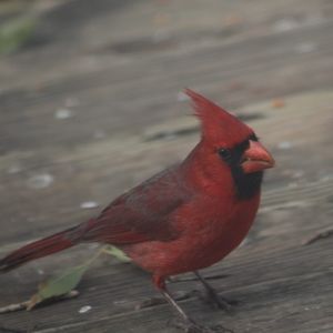 Meet your Posher, Patty