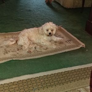 Meet your Posher, Susan