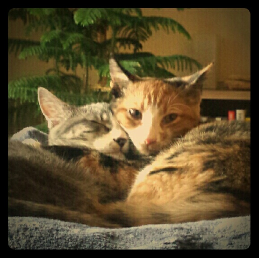 Meet your Posher, Jack and Bunny