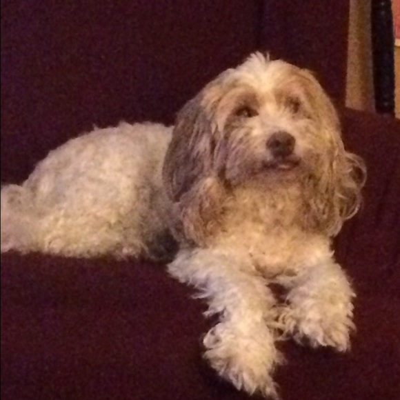 Meet your Posher, Alice - Picture 1 of 1