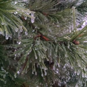 Meet your Posher, Tracey