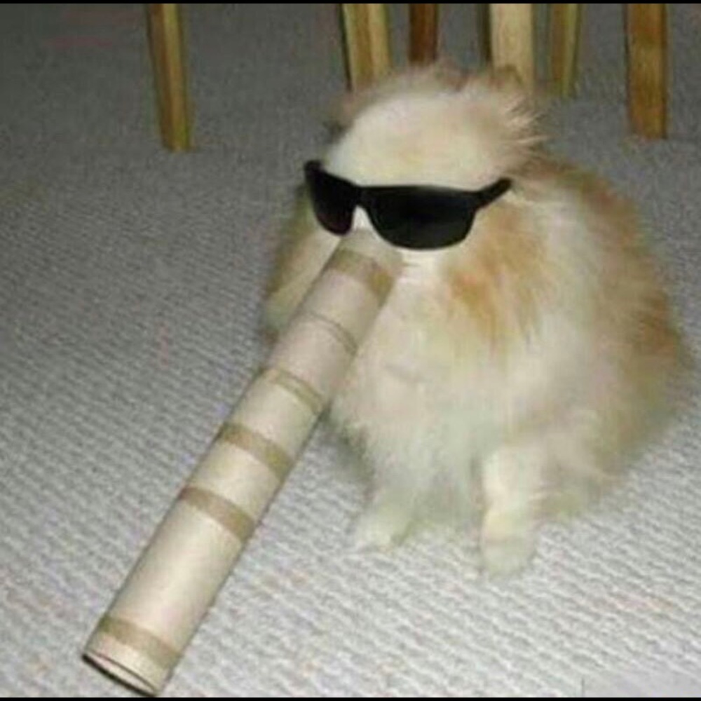 Meet your Posher, Jackson