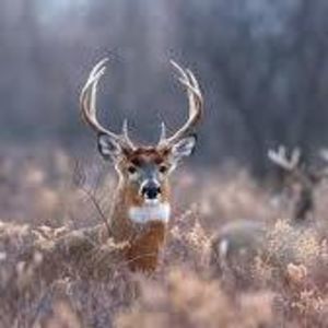 Meet your Posher, Dylan