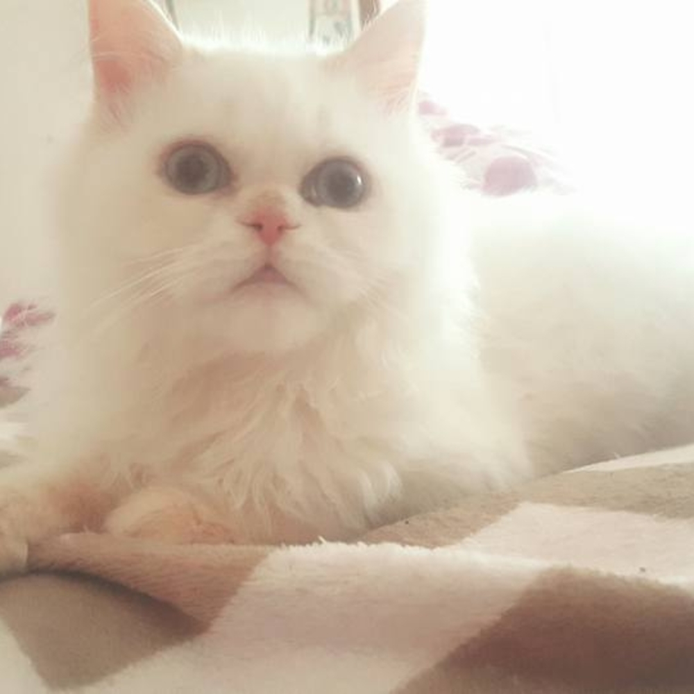 Meet your Posher, Cassie