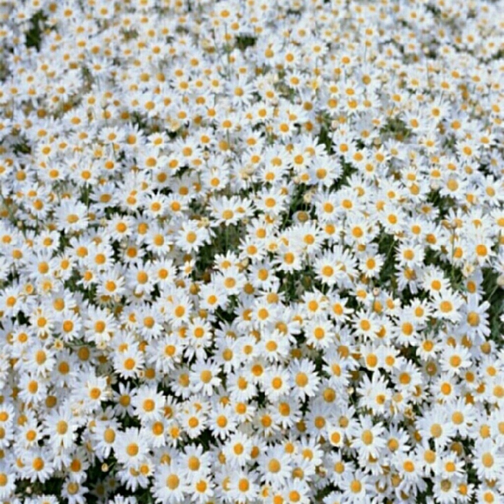 Meet your Posher, Annika