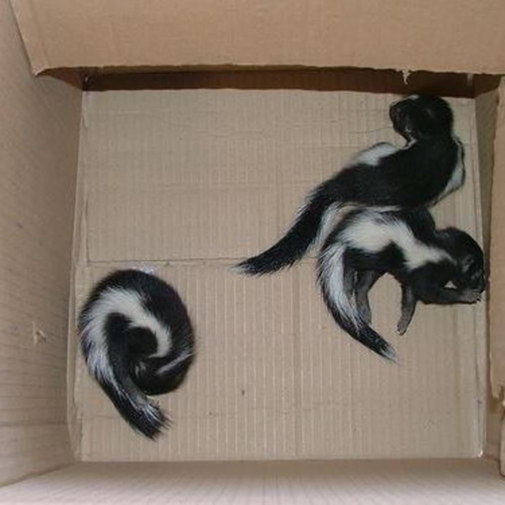 Meet your Posher, Caitlin