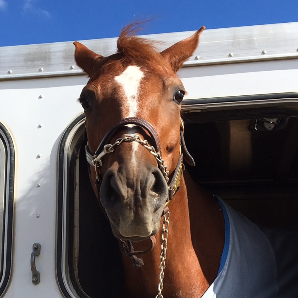 Meet your Posher, Grace