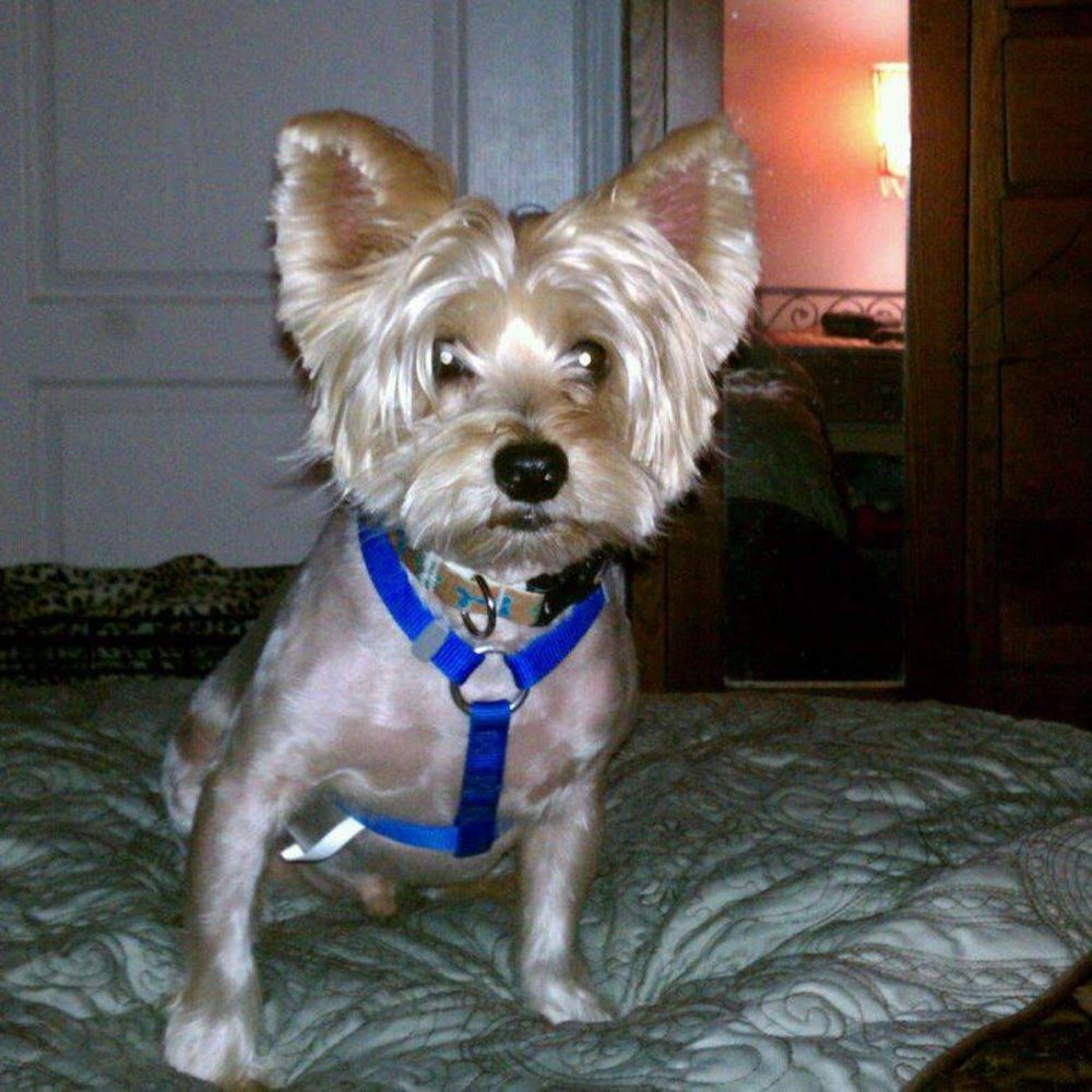 Meet your Posher, Priscilla