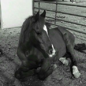 Meet your Posher, Azlen