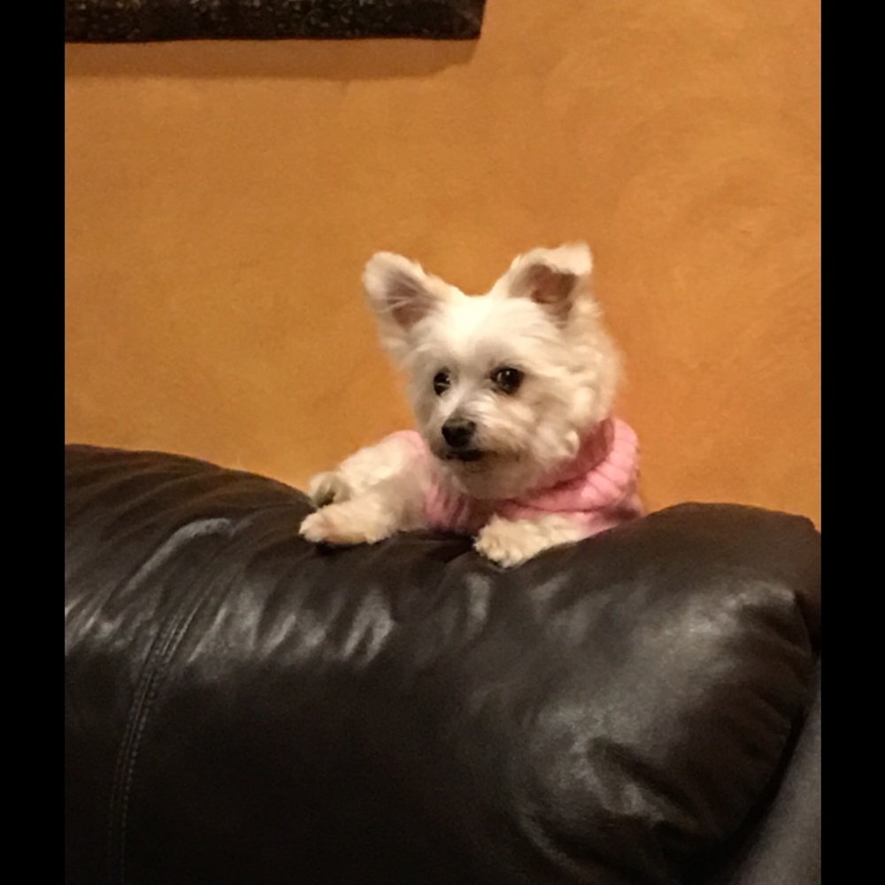 Meet your Posher, Anu