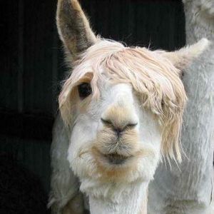 Meet your Posher, Prisca