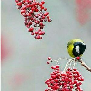 Meet your Posher, Carol
