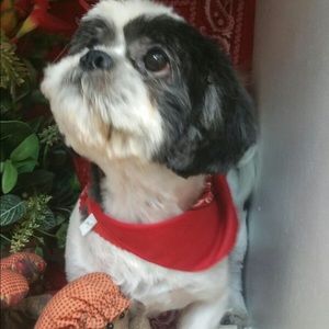 Meet your Posher, Monica