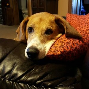 Meet your Posher, Brook