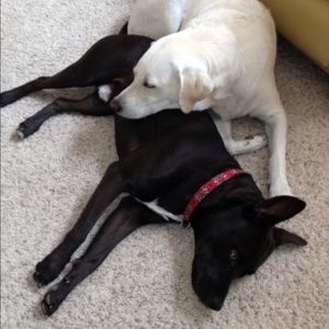 Meet your Posher, Amy