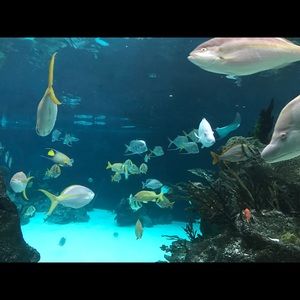 Meet your Posher, Wei