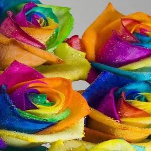 Meet your Posher, Eileen