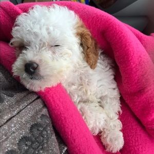 Meet your Posher, Robin