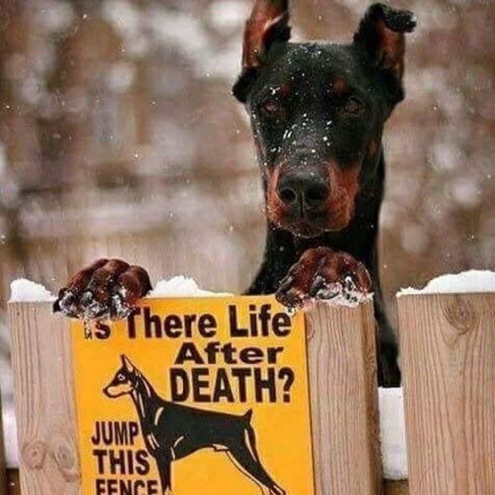 Meet your Posher, Niledge