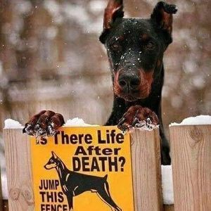 Meet your Posher, Niledge