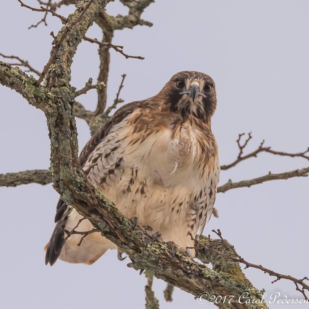 Meet your Posher, Carol