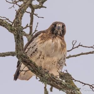 Meet your Posher, Carol