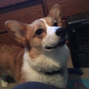 Meet your Posher, Janie