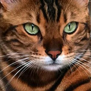 Meet your Posher, Jen