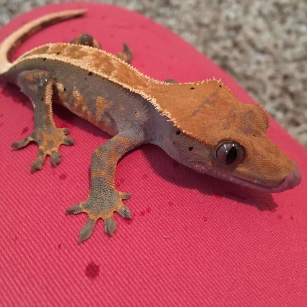 Meet your Posher, Lucia