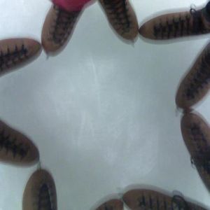 Meet your Posher, Ellie