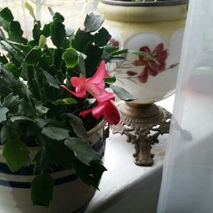 Meet your Posher, Roxanne