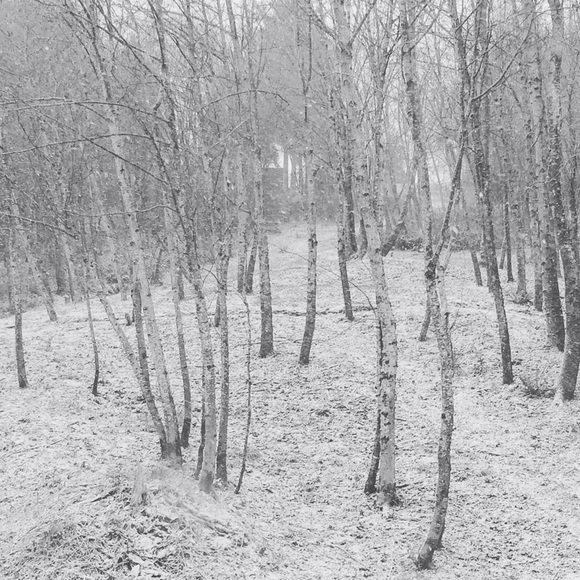 Meet your Posher, Ava - Picture 1 of 1