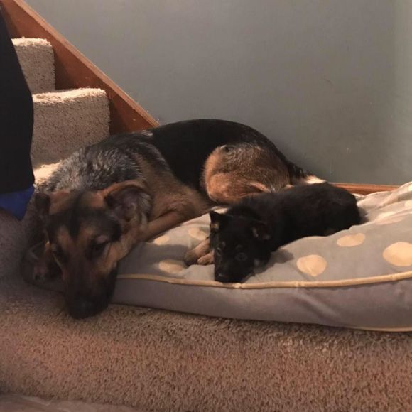 Meet your Posher, Harry - Picture 1 of 1