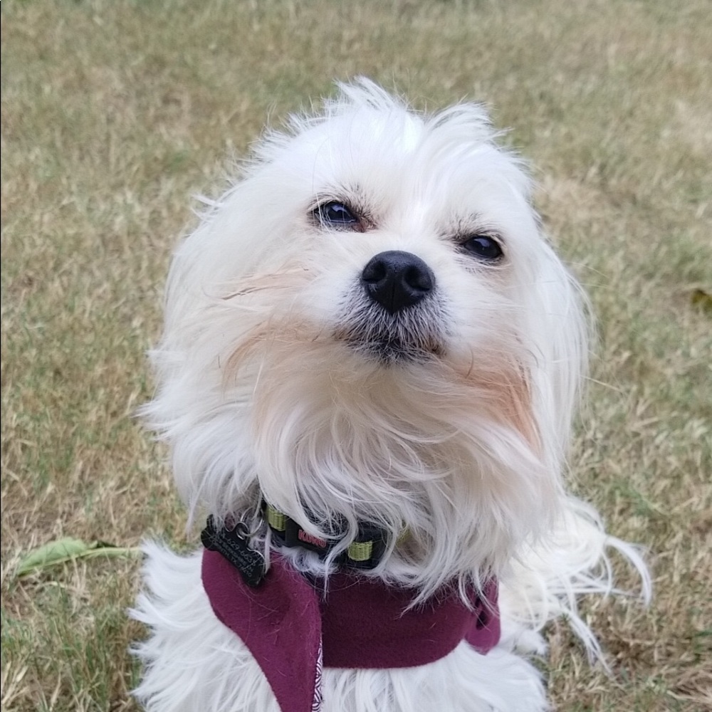 Meet your Posher, Grace