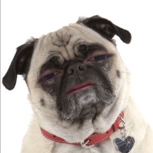 Meet your Posher, Josh