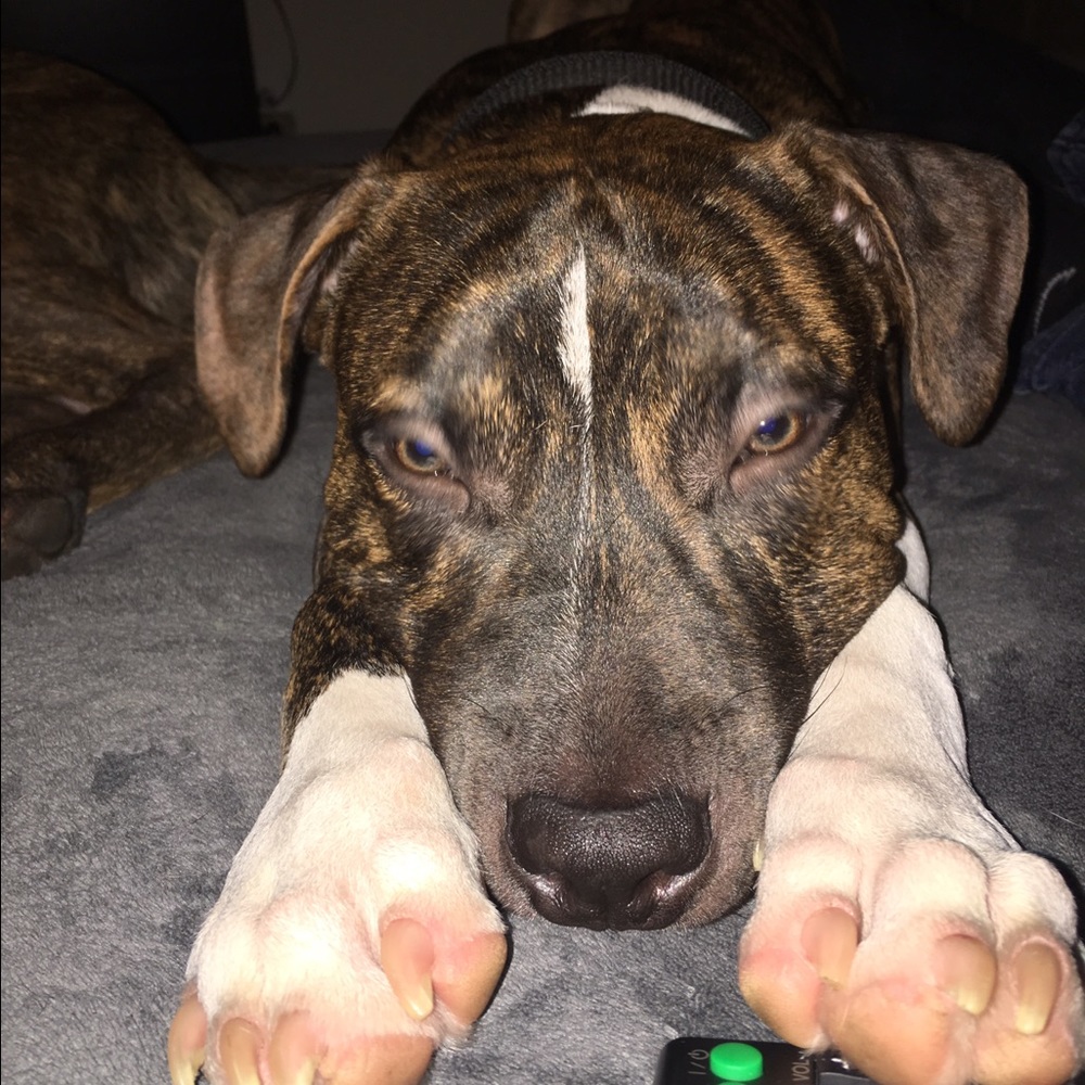 Meet your Posher, Taylor