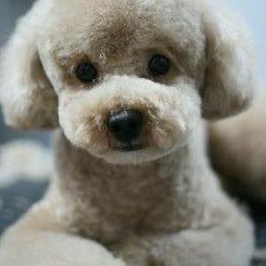 Meet your Posher, Wanda