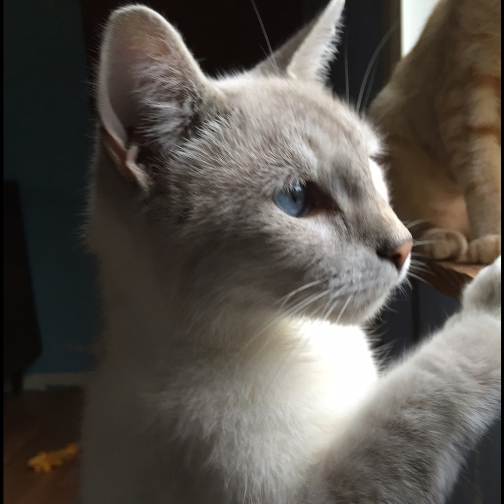 Meet your Posher, Christy