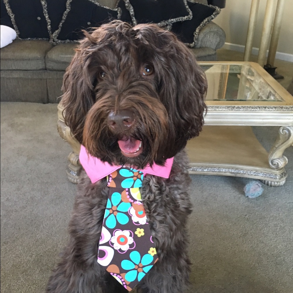 Meet your Posher, Gwyn